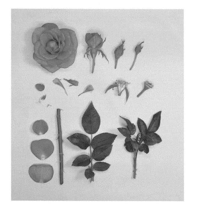 Figure 1 of US plant patent PP28539, the photograph of KORaroma06 printed in the patent.