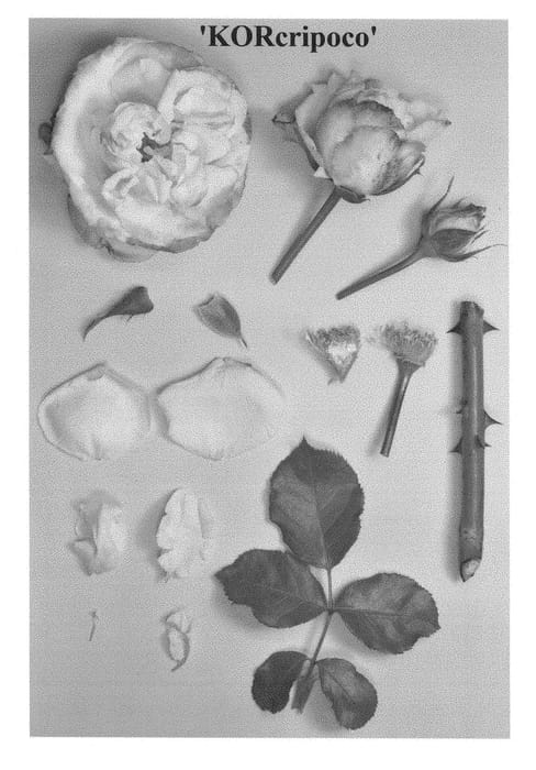 Figure 1 of US plant patent PP28540, the photograph of KORcripoco printed in the patent.