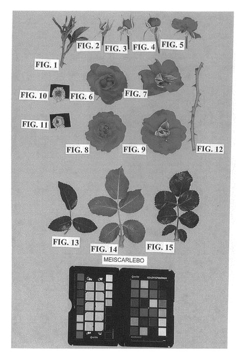 Figure 1 of US plant patent PP28541, the photograph of Meiscarlebo printed in the patent.