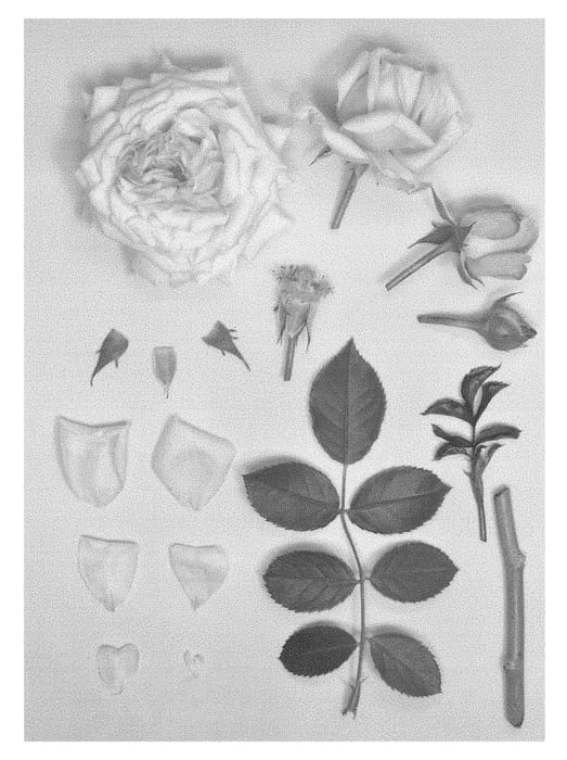 Figure 1 of US plant patent PP28542, the photograph of KORflusamea printed in the patent.