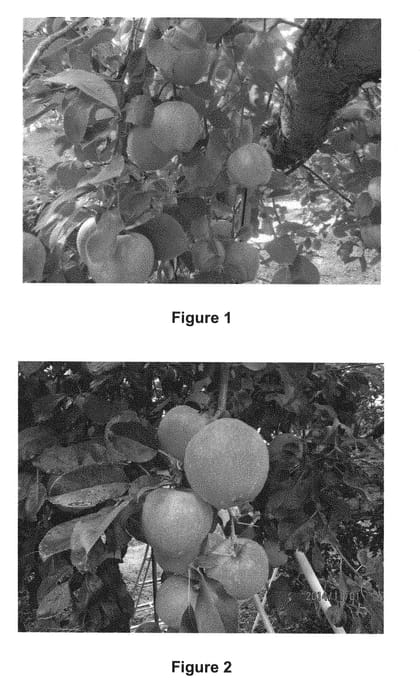 Figure 1 of US plant patent PP28543, the photograph of Moon Rouge printed in the patent.
