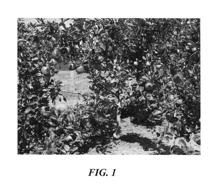 Figure 1 of US plant patent PP28544, the photograph of Jive printed in the patent.