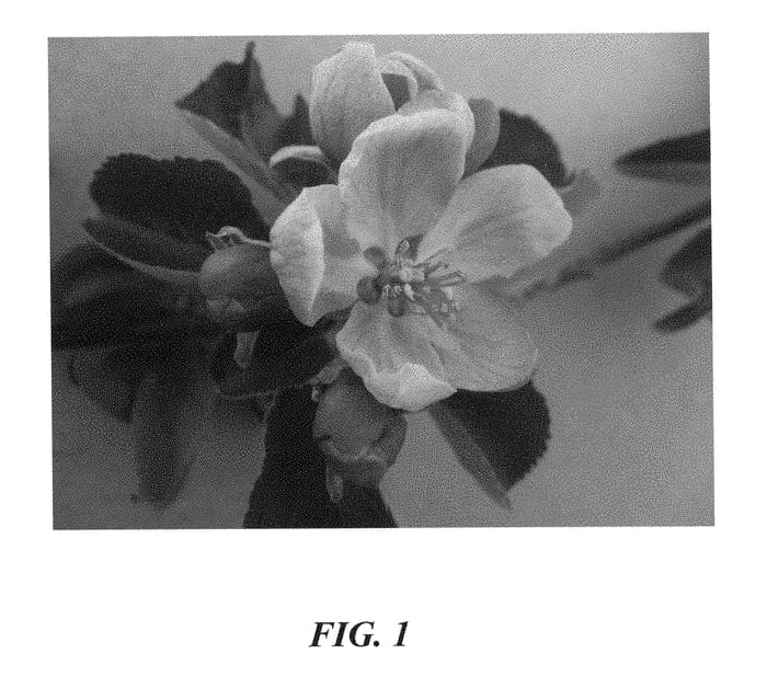 Figure 1 of US plant patent PP28545, the photograph of Howell TC2 printed in the patent.