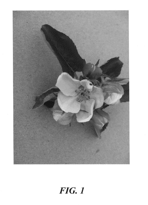 Figure 1 of US plant patent PP28546, the photograph of Howell TC3 printed in the patent.