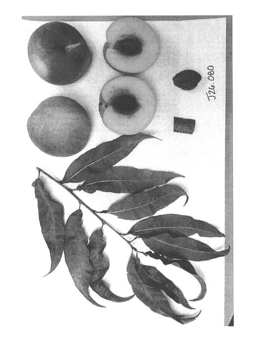 Figure 1 of US plant patent PP28547, the photograph of Burpeachthirtyeight printed in the patent.
