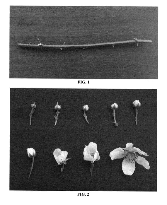 Figure 1 of US plant patent PP28548, the photograph of DrisBlackSixteen printed in the patent.