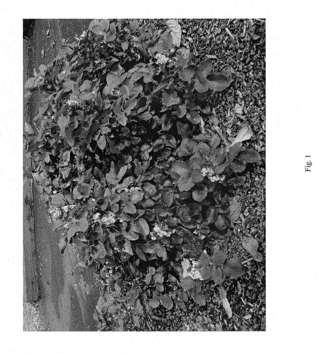 Figure 1 of US plant patent PP28549, the photograph of MONRWS printed in the patent.