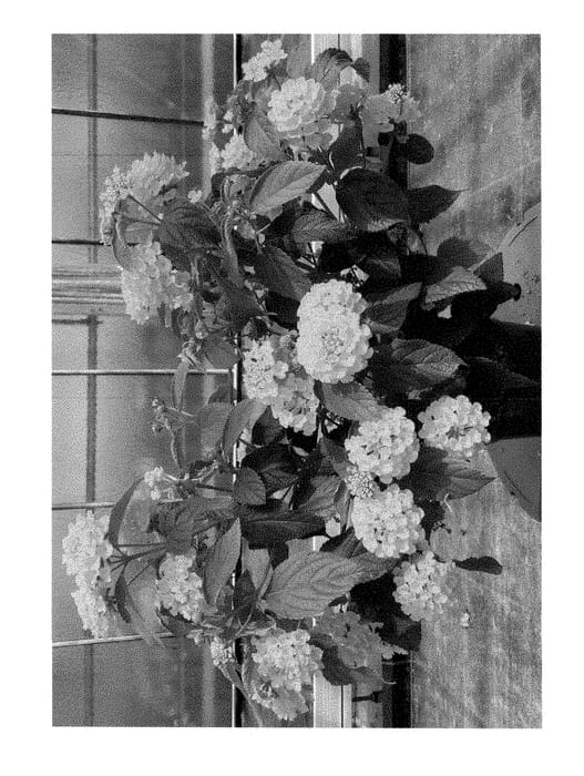 Figure 1 of US plant patent PP28550, the photograph of VOLLAN 1138 printed in the patent.