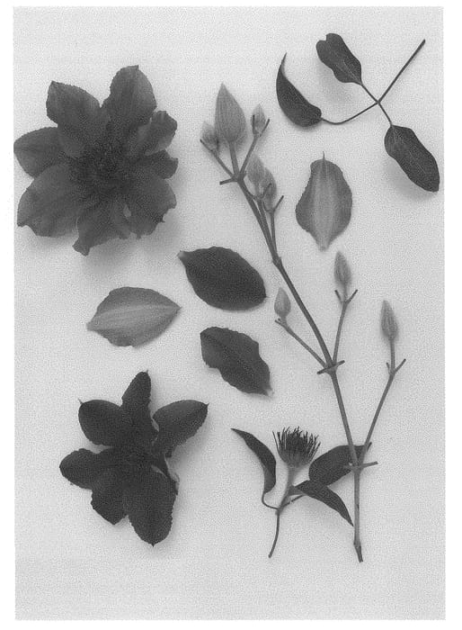 Figure 1 of US plant patent PP28552, the photograph of Evipo058 printed in the patent.
