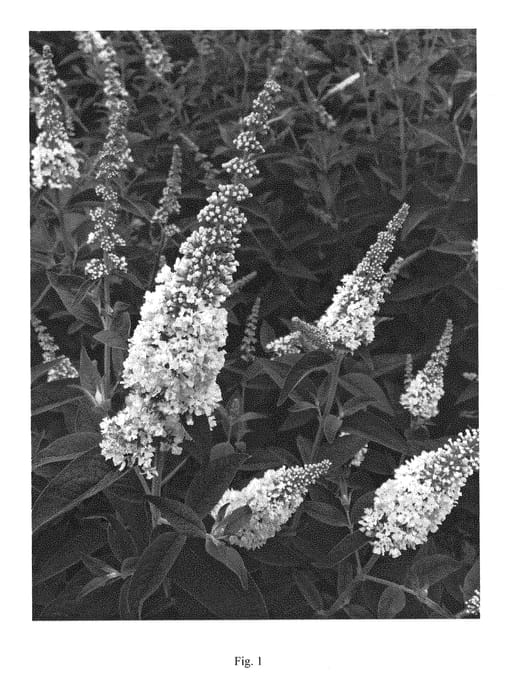 Figure 1 of US plant patent PP28553, the photograph of MISS PEARL printed in the patent.