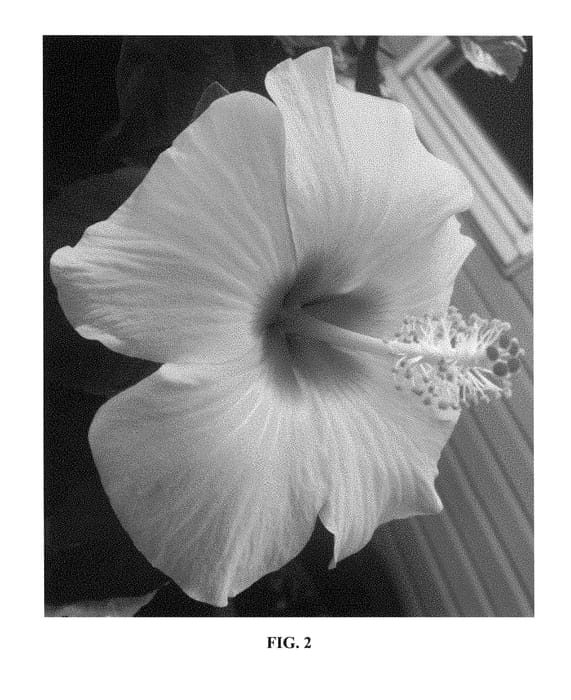 Figure 2 of US plant patent PP28554, the photograph of Langila printed in the patent.