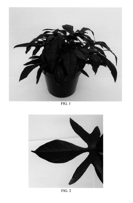Figure 1 of US plant patent PP28555, the photograph of Balspotack printed in the patent.