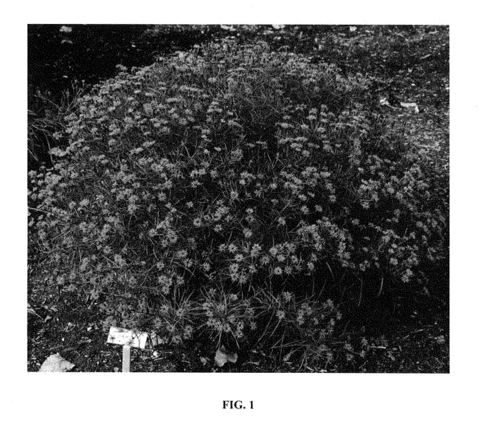 Figure 1 of US plant patent PP28556, the photograph of Summer's Swan Song printed in the patent.