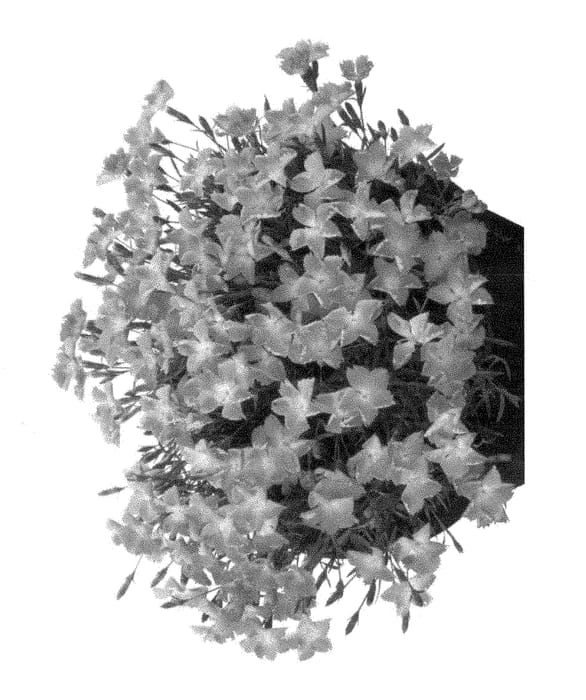 Figure 1 of US plant patent PP28557, the photograph of Holkahoripink printed in the patent.