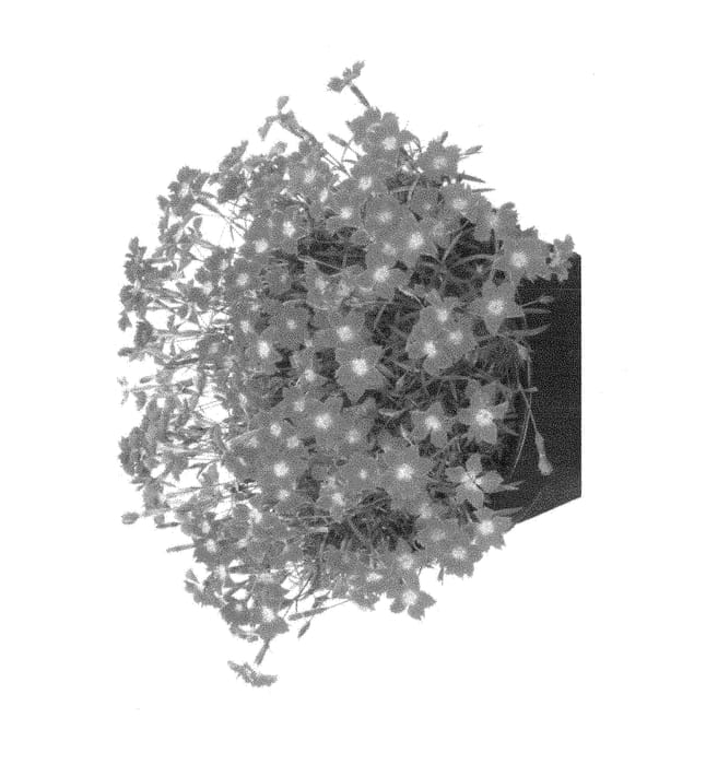 Figure 1 of US plant patent PP28558, the photograph of Holkahoriscarlet printed in the patent.