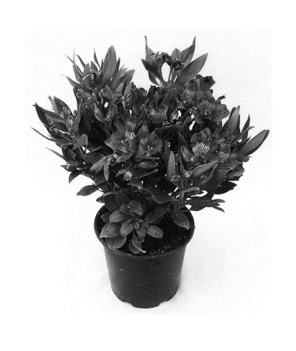 Figure 1 of US plant patent PP28559, the photograph of Koncareply printed in the patent.