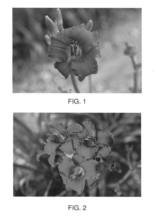 Figure 1 of US plant patent PP28560, the photograph of Blazing Returns printed in the patent.