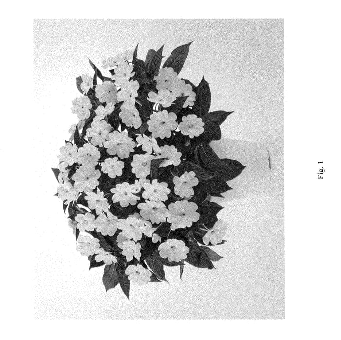 Figure 1 of US plant patent PP28561, the photograph of DHARWHITE printed in the patent.