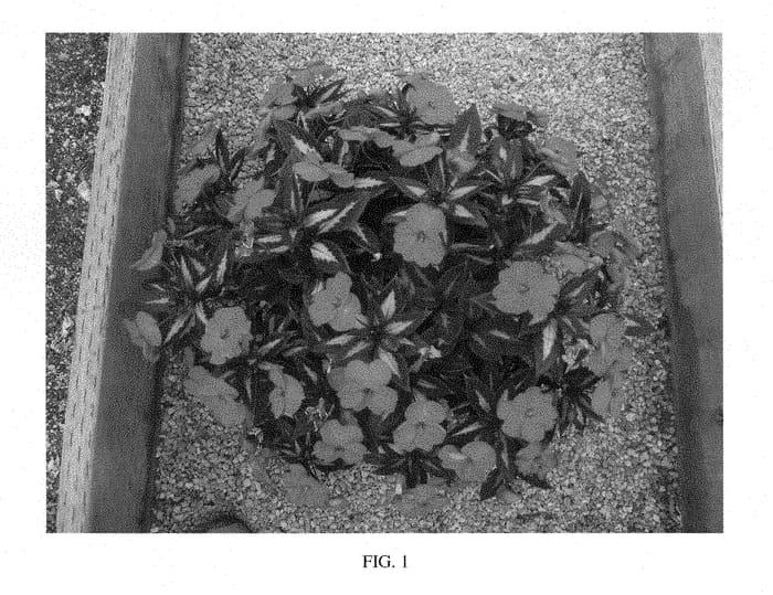 Figure 1 of US plant patent PP28562, the photograph of SAKIMP038 printed in the patent.