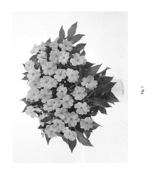 Figure 1 of US plant patent PP28563, the photograph of DHARBABPNK printed in the patent.