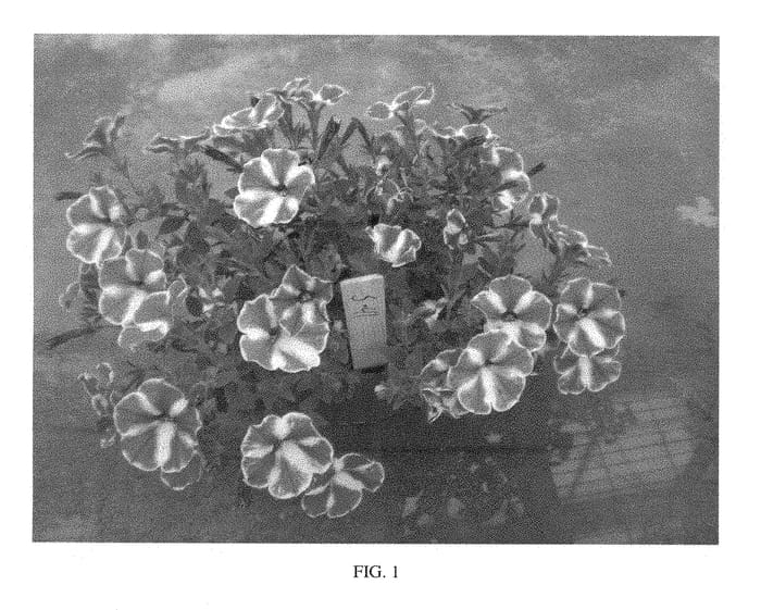 Figure 1 of US plant patent PP28564, the photograph of SAKPET098 printed in the patent.