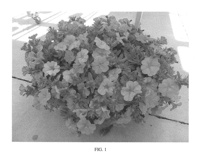 Figure 1 of US plant patent PP28565, the photograph of SAKPXC016 printed in the patent.