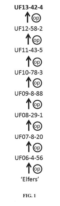Figure 1 of US plant patent PP28566, the photograph of UF13-42-4 printed in the patent.