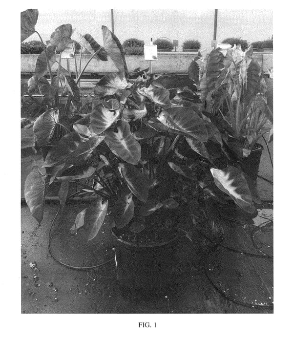 Figure 1 of US plant patent PP28567, the photograph of Tropical Storm printed in the patent.