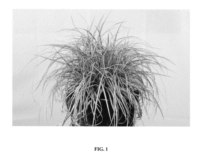Figure 1 of US plant patent PP28568, the photograph of Everlite printed in the patent.