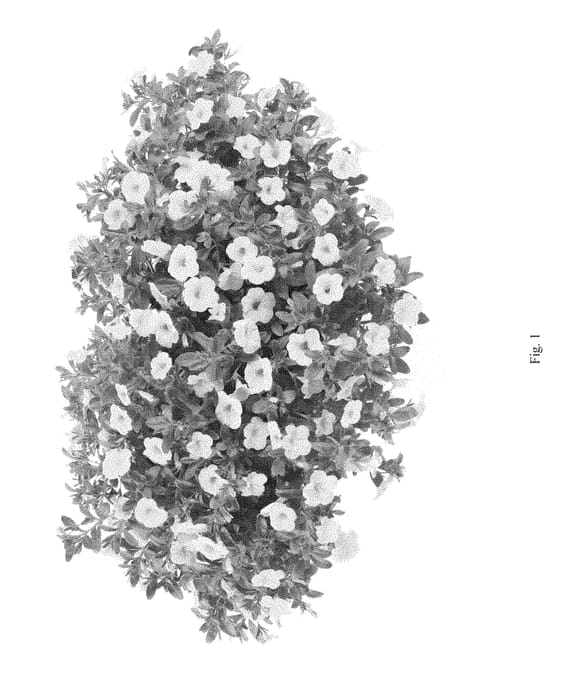 Figure 1 of US plant patent PP28569, the photograph of DANOASUNLT printed in the patent.