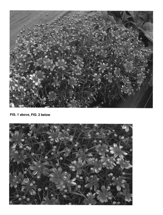 Figure 1 of US plant patent PP28570, the photograph of Madras Magic printed in the patent.
