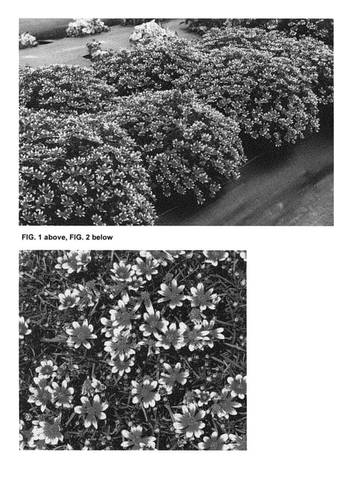Figure 1 of US plant patent PP28571, the photograph of TNCORHRG printed in the patent.