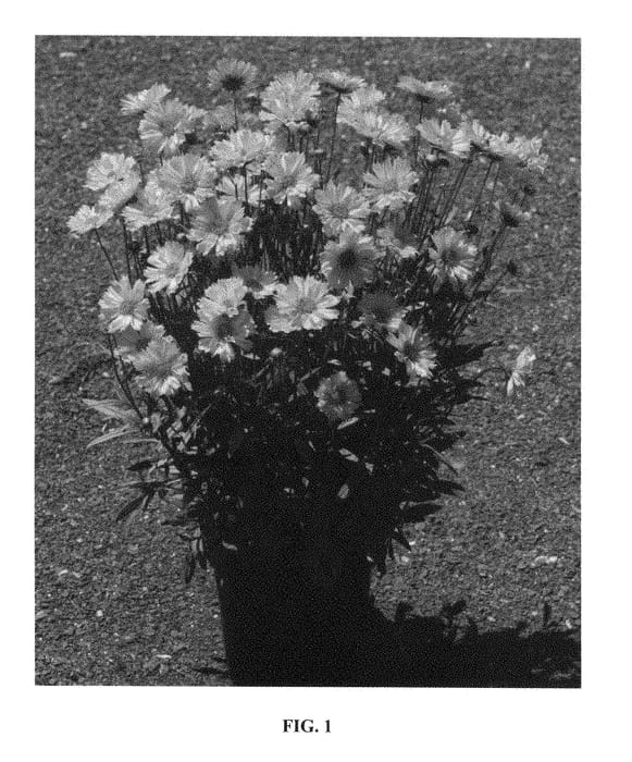 Figure 1 of US plant patent PP28572, the photograph of Sophia printed in the patent.