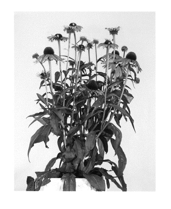 Figure 1 of US plant patent PP28573, the photograph of Rainb299 printed in the patent.