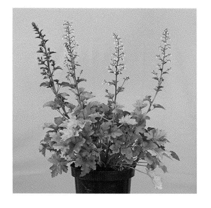 Figure 1 of US plant patent PP28574, the photograph of Gojiberry printed in the patent.