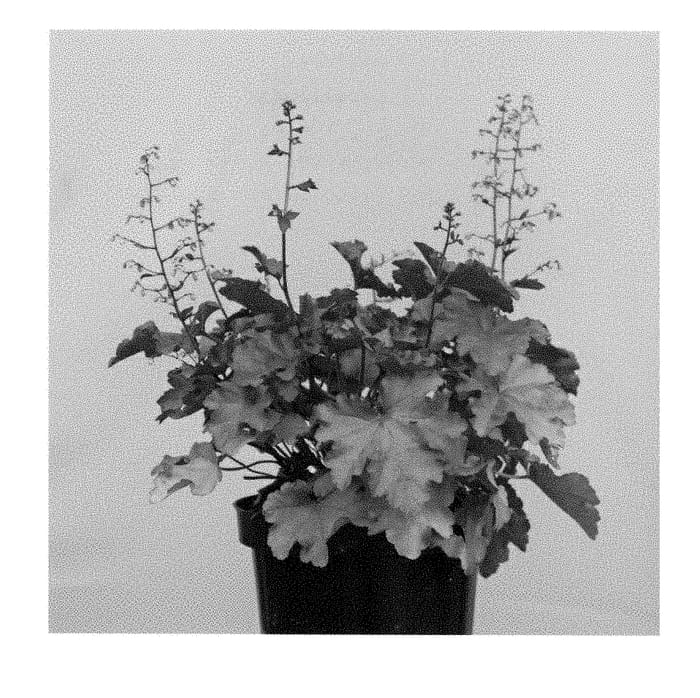Figure 1 of US plant patent PP28575, the photograph of Boysenberry printed in the patent.
