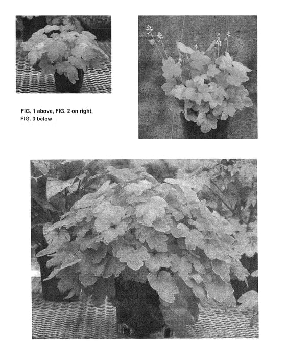Figure 1 of US plant patent PP28576, the photograph of TNHERHHL printed in the patent.
