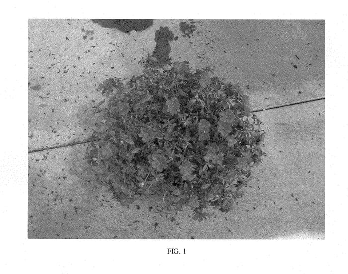 Figure 1 of US plant patent PP28577, the photograph of SAKPOR010 printed in the patent.
