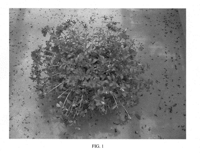 Figure 1 of US plant patent PP28578, the photograph of SAKPOR009 printed in the patent.