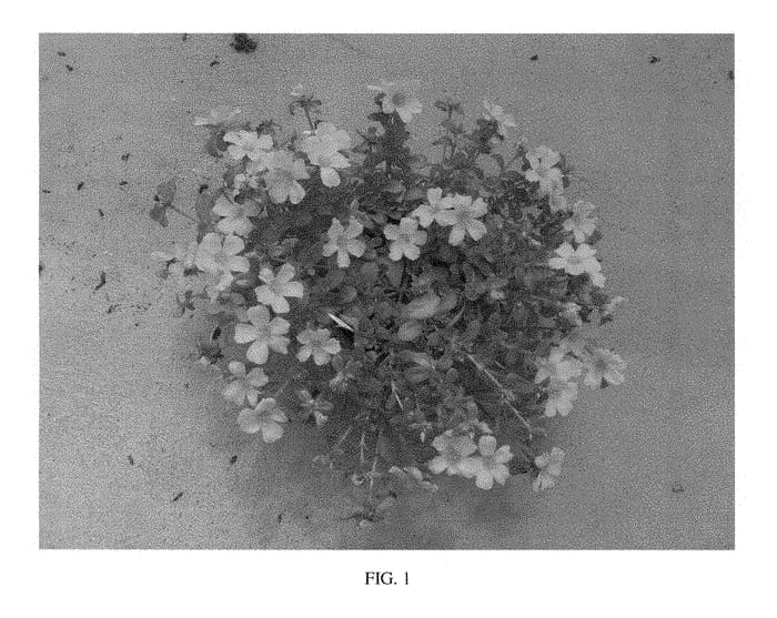 Figure 1 of US plant patent PP28579, the photograph of SAKPOR012 printed in the patent.