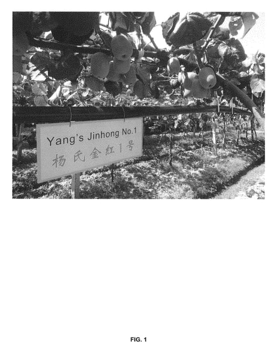 Figure 1 of US plant patent PP28580, the photograph of Yang's Golden Red No. 1 printed in the patent.