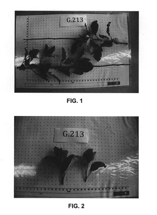 Figure 1 of US plant patent PP28581, the photograph of G.213 printed in the patent.