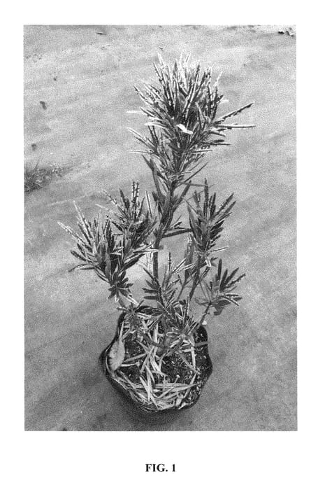 Figure 1 of US plant patent PP28582, the photograph of Miu printed in the patent.