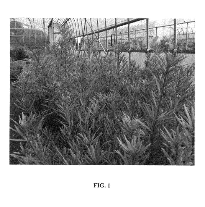 Figure 1 of US plant patent PP28583, the photograph of Sosa printed in the patent.