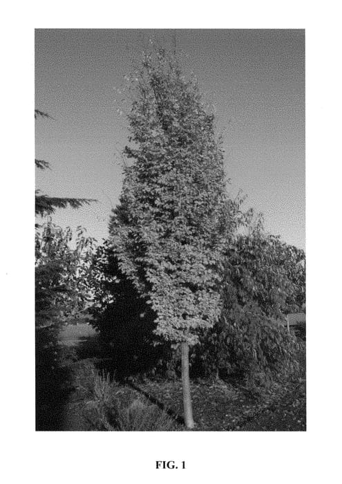 Figure 1 of US plant patent PP28584, the photograph of Chrishaven1 printed in the patent.