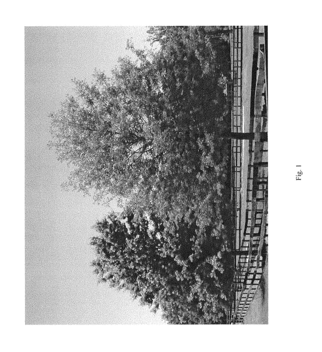 Figure 1 of US plant patent PP28585, the photograph of CORLEY'S FIRECRACKER printed in the patent.