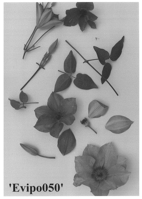 Figure 1 of US plant patent PP28586, the photograph of Evipo050 printed in the patent.