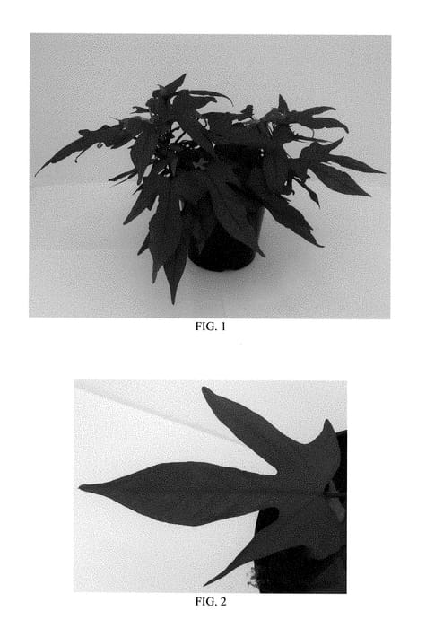 Figure 1 of US plant patent PP28587, the photograph of Balspotred printed in the patent.