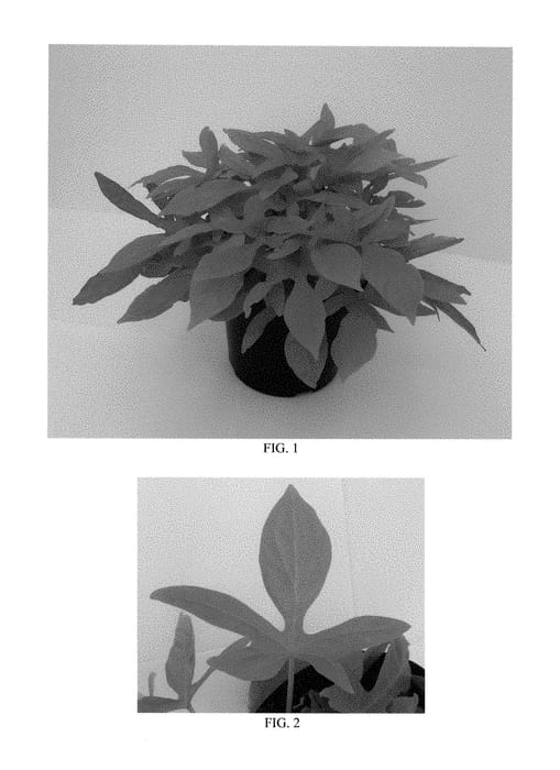 Figure 1 of US plant patent PP28588, the photograph of Balspotime printed in the patent.