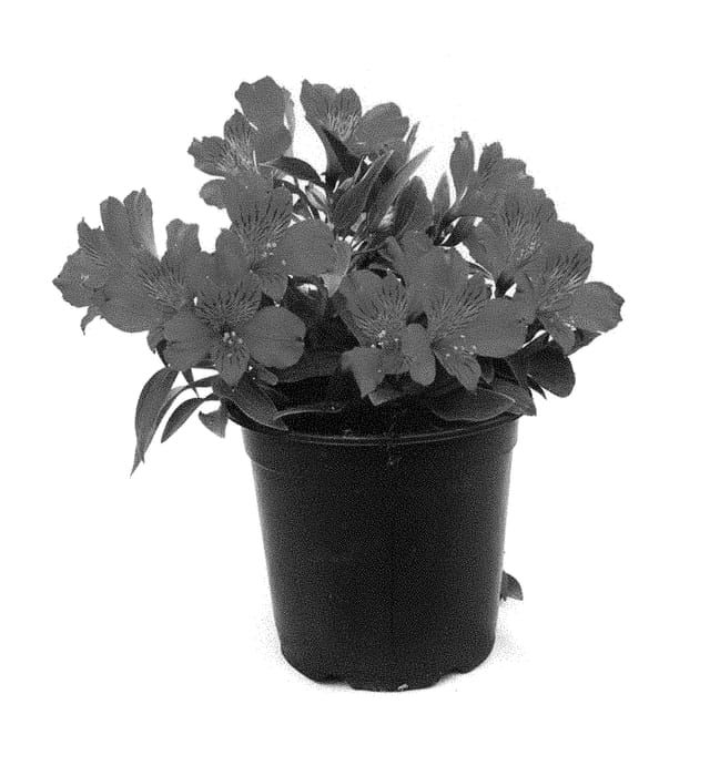 Figure 1 of US plant patent PP28589, the photograph of Koncafire printed in the patent.